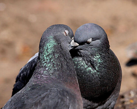 A photo of two pigeons kissing.